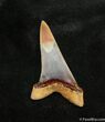 Pristine Peruvian Fossil Mako Tooth - / Inches #1532-1